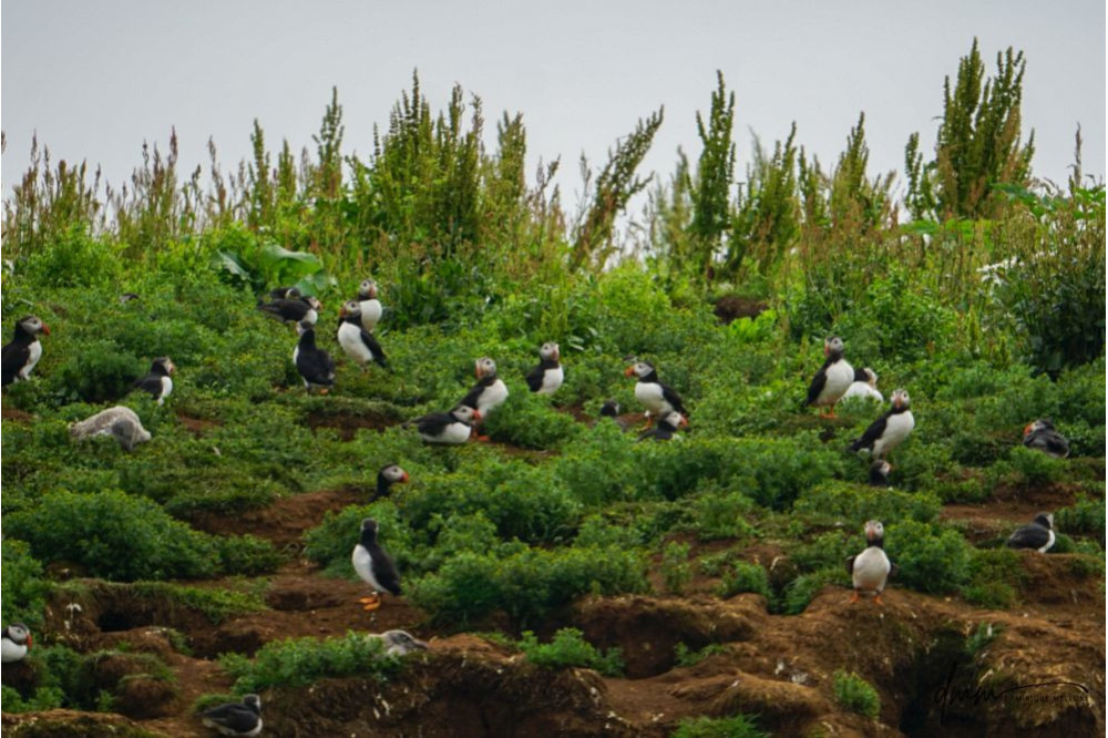 Atlantic Puffin- Colony