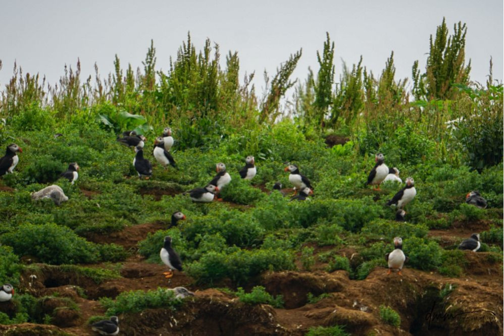 Atlantic Puffin- Colony
