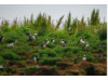 Atlantic Puffin- Colony