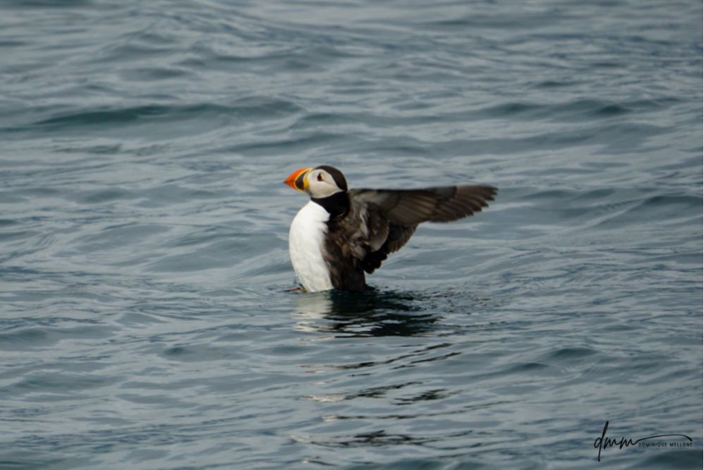 Atlantic Puffin- Flapping