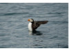 Atlantic Puffin- Flapping