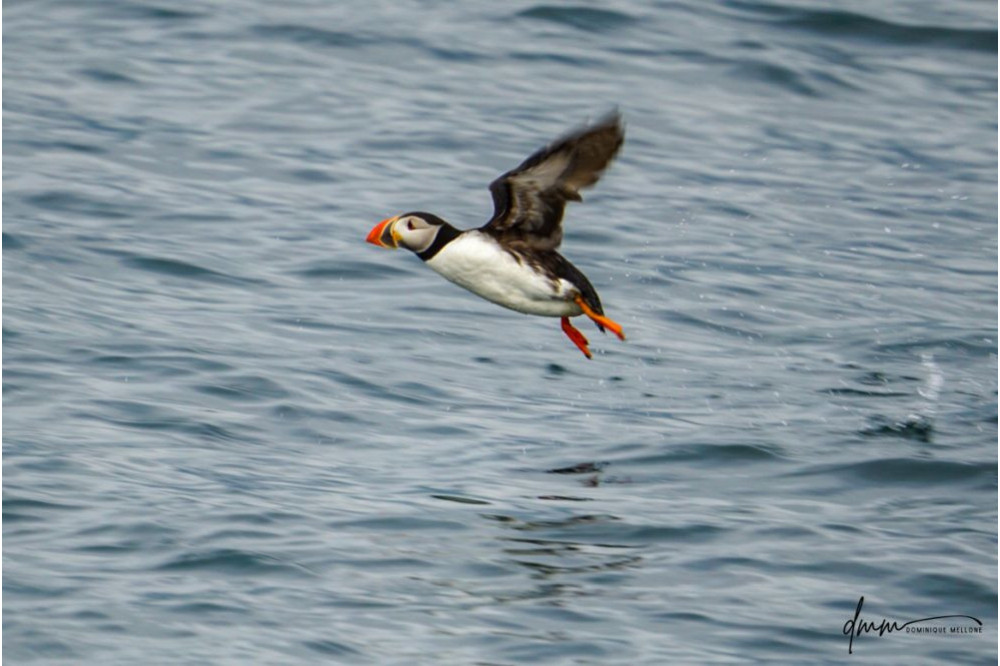 Atlantic Puffin- Flying 1