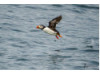 Atlantic Puffin- Flying 1