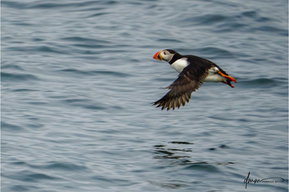 Atlantic Puffin- Flying 2
