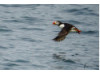 Atlantic Puffin- Flying 2