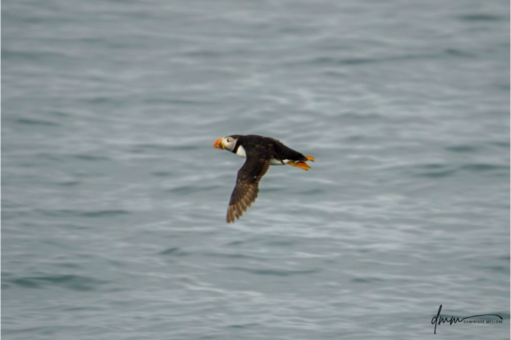 Atlantic Puffin- Flying 3