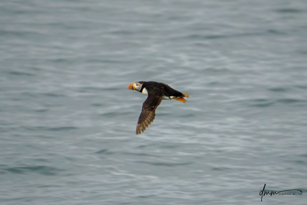 Atlantic Puffin- Flying 3