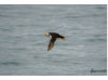 Atlantic Puffin- Flying 3