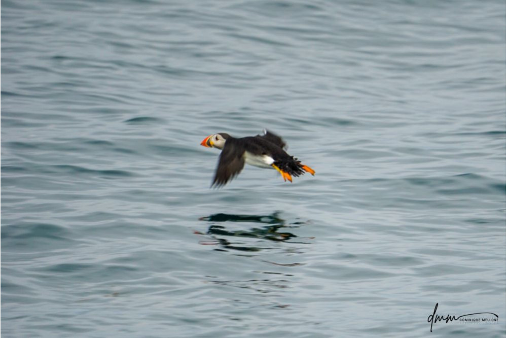 Atlantic Puffin- Flying 4
