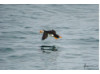 Atlantic Puffin- Flying 4