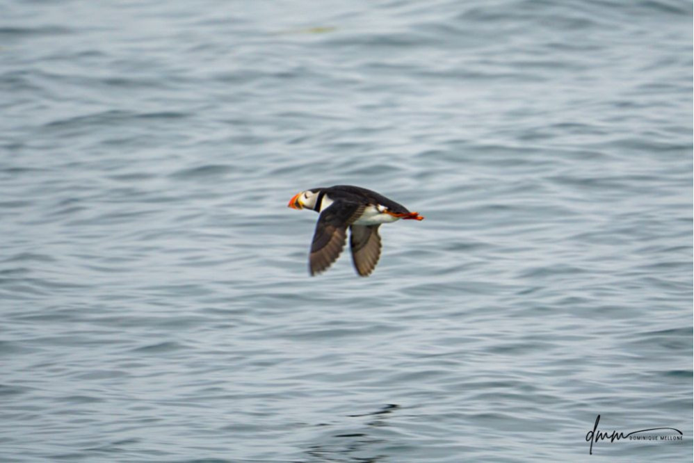 Atlantic Puffin- Flying 5