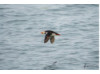 Atlantic Puffin- Flying 5