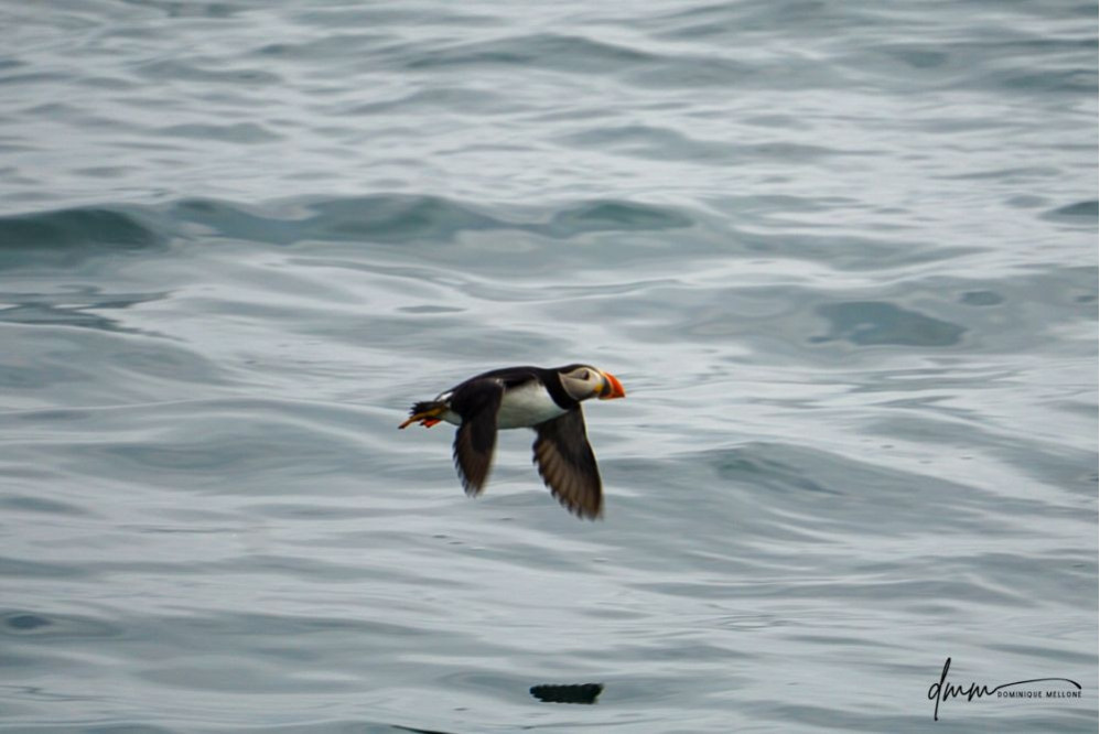 Atlantic Puffin- Flying 6
