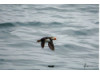 Atlantic Puffin- Flying 6