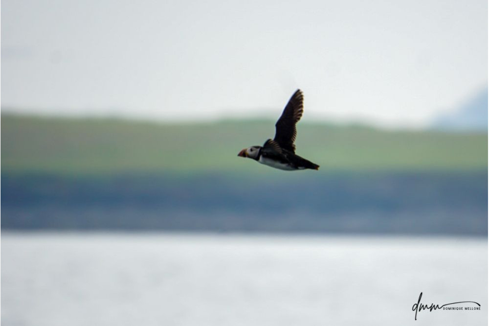 Atlantic Puffin- Flying 7