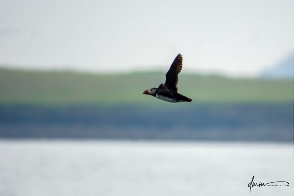 Atlantic Puffin- Flying 7