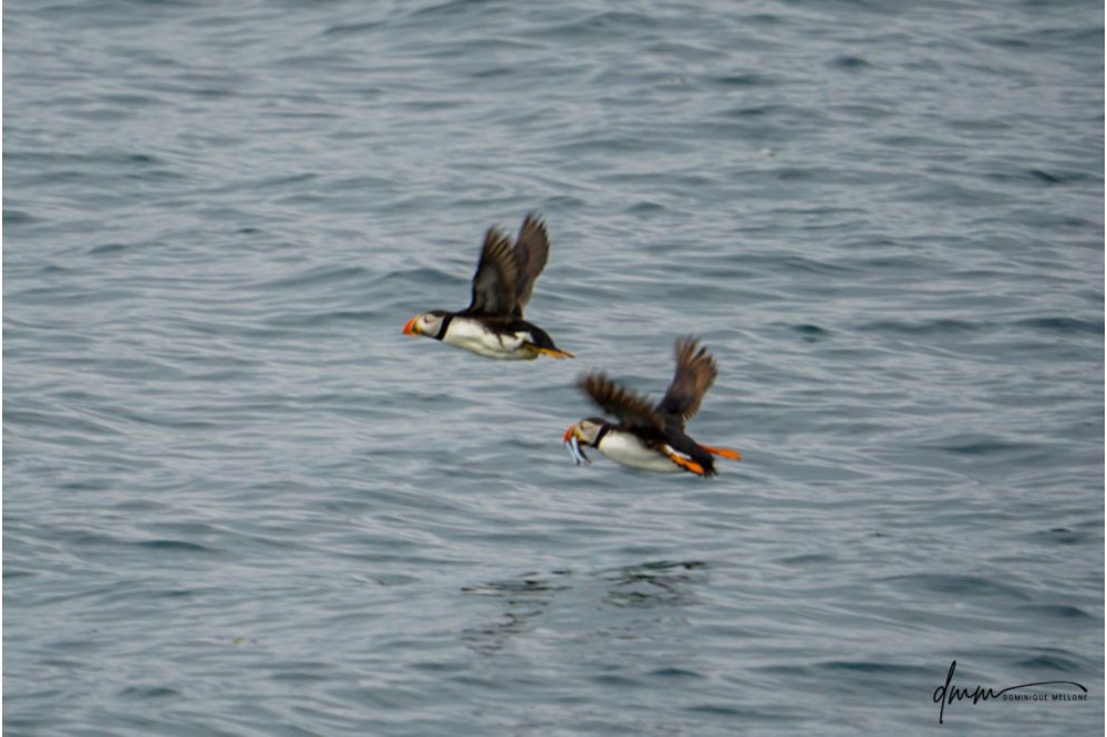 Atlantic Puffin- Flying with Fish