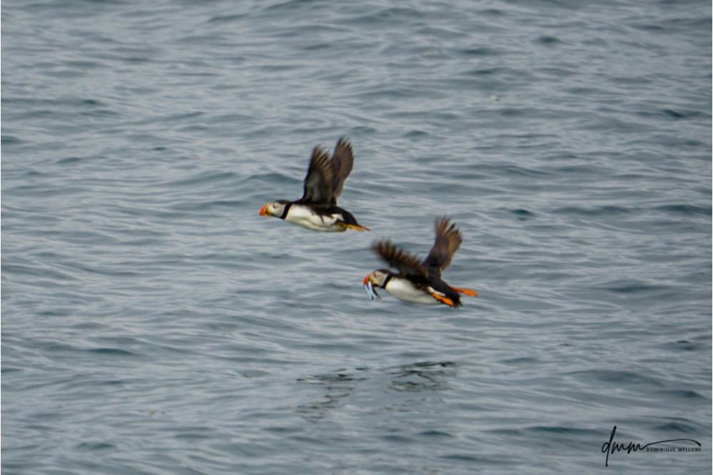 Atlantic Puffin- Flying with Fish