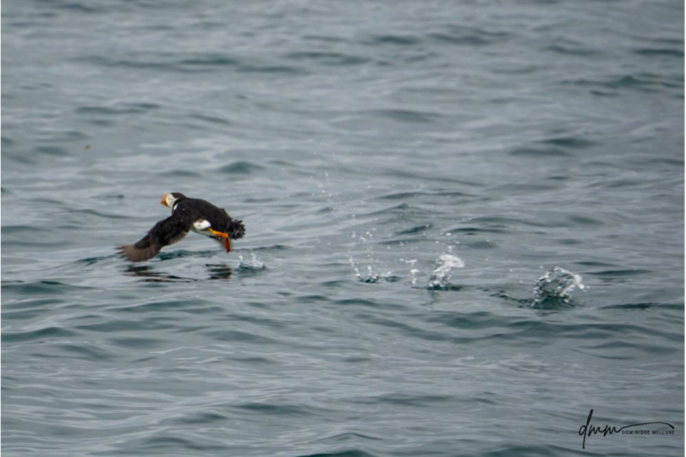 Atlantic Puffin- Running on Water 1