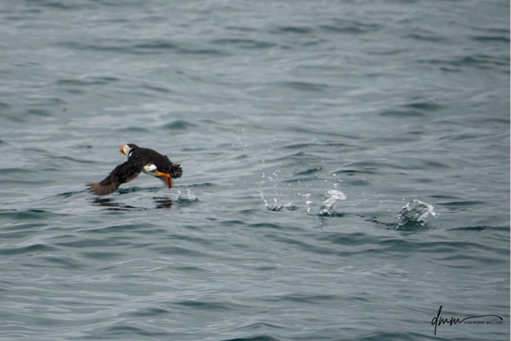 Atlantic Puffin- Running on Water 1