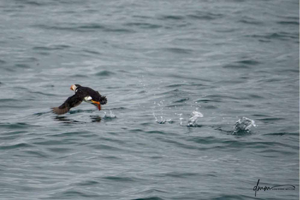 Atlantic Puffin- Running on Water 1