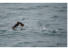 Atlantic Puffin- Running on Water 1