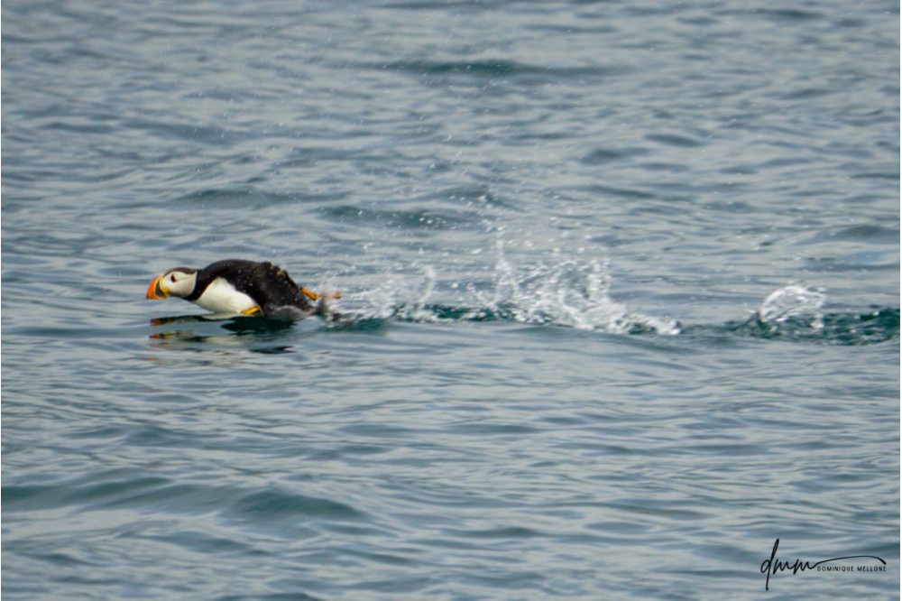 Atlantic Puffin- Running on Water 2
