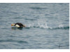 Atlantic Puffin- Running on Water 2
