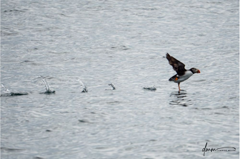 Atlantic Puffin- Running on Water 3