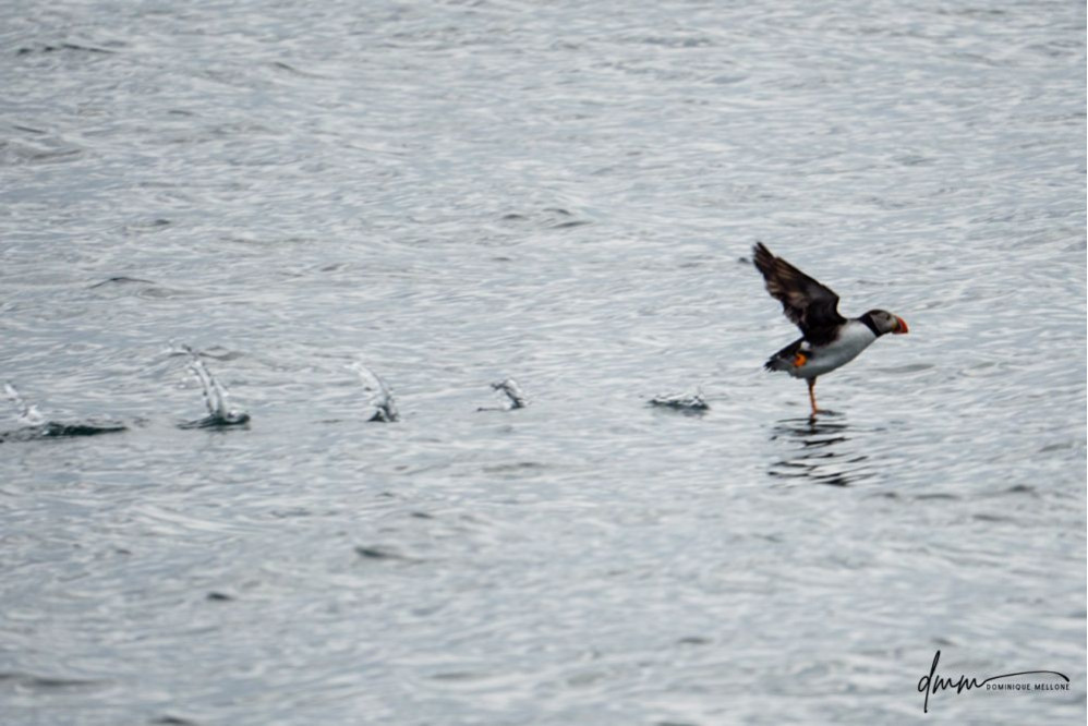 Atlantic Puffin- Running on Water 3
