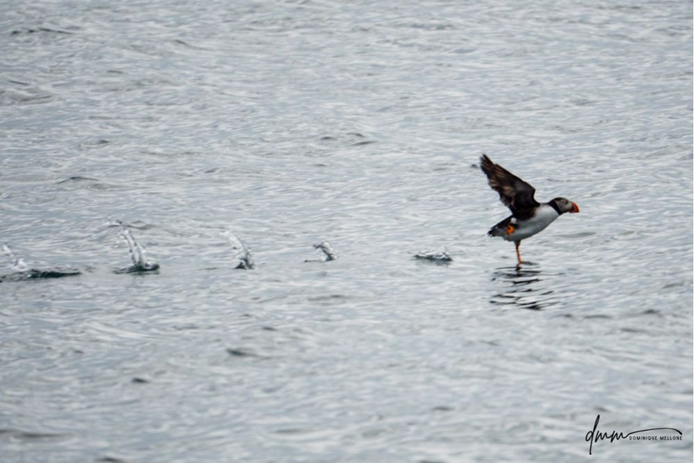 Atlantic Puffin- Running on Water 3