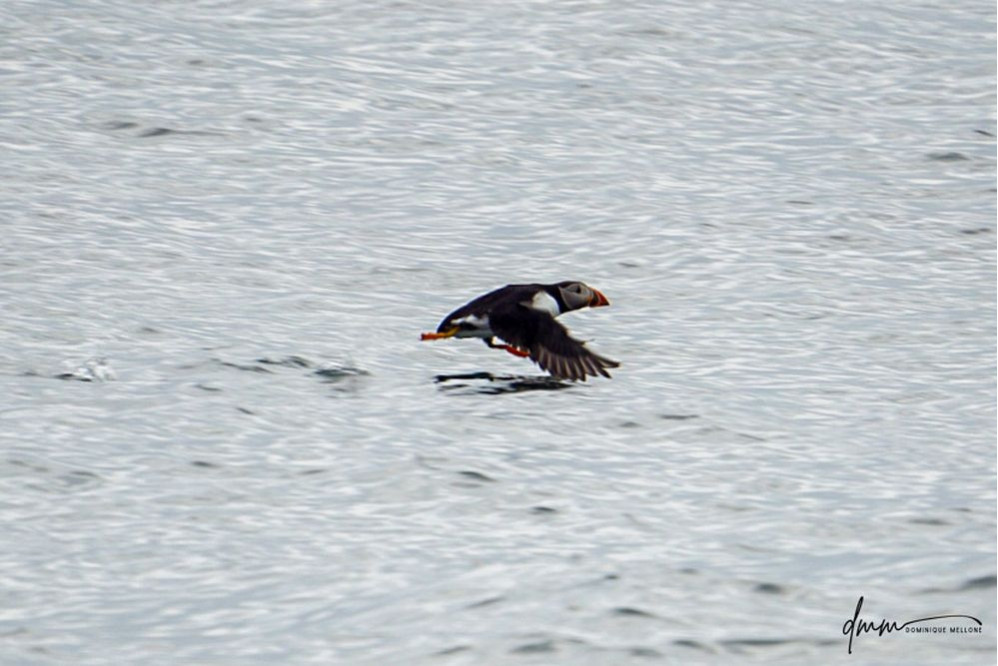Atlantic Puffin- Running on Water 4