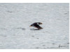 Atlantic Puffin- Running on Water 4