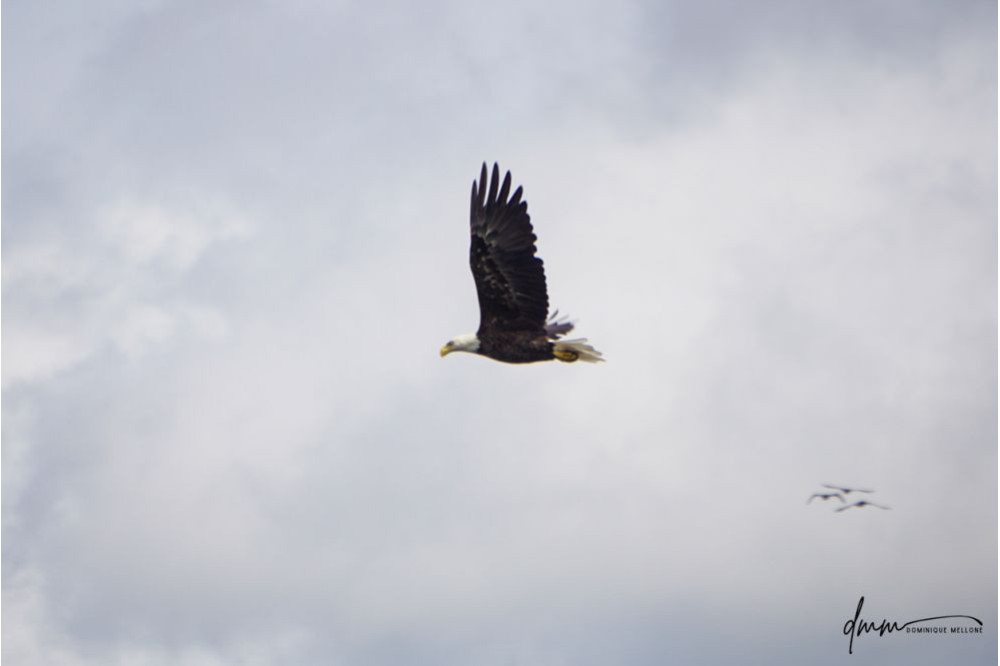 Bald Eagle- Flying 1