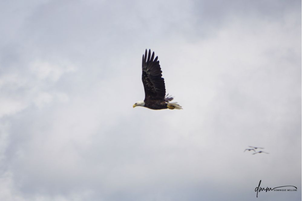 Bald Eagle- Flying 1