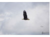 Bald Eagle- Flying 1