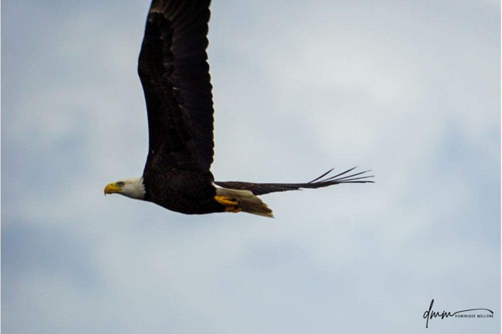Bald Eagle- Flying 2