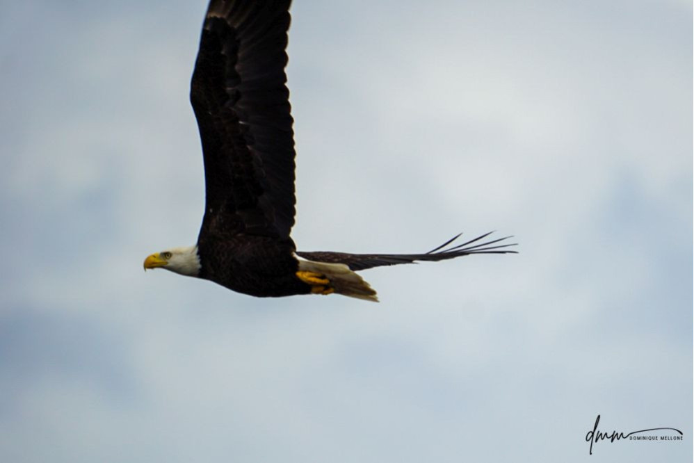 Bald Eagle- Flying 2