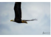 Bald Eagle- Flying 2