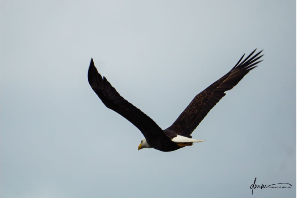 Bald Eagle- Flying 3