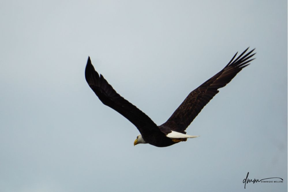 Bald Eagle- Flying 3