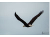 Bald Eagle- Flying 3