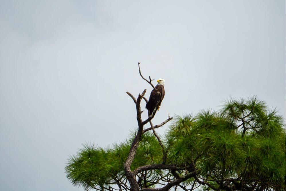 Bald Eagle- In Tree