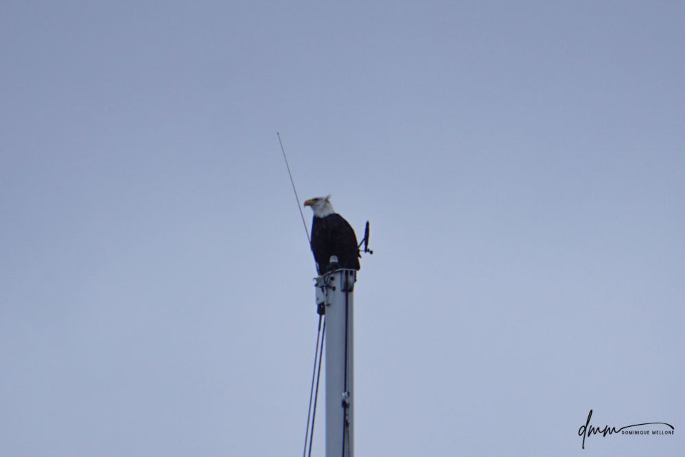 Bald Eagle- On Mast