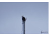 Bald Eagle- On Mast
