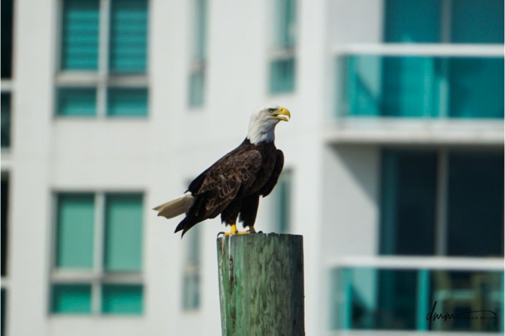 Bald Eagle- On Post 1