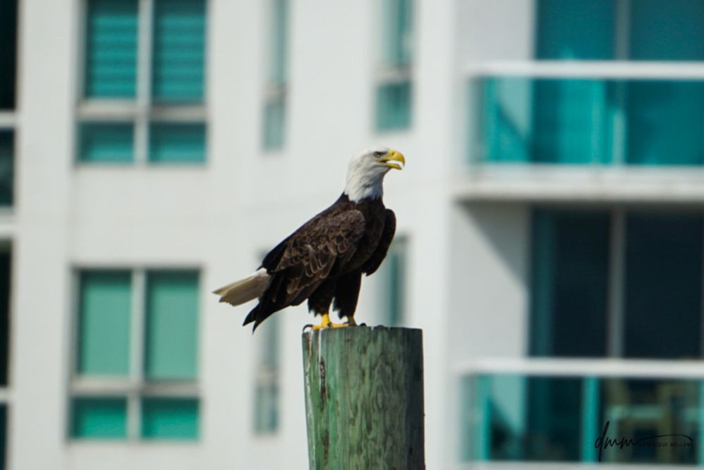 Bald Eagle- On Post 1