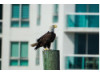 Bald Eagle- On Post 1