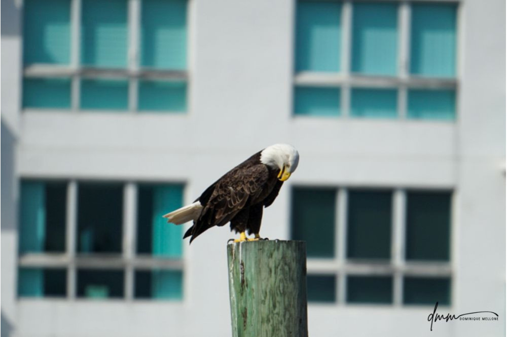 Bald Eagle- On Post 2