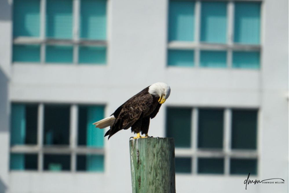 Bald Eagle- On Post 2